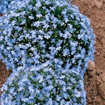 60 Wonderland Blue Fragrant Alyssum Flower Seed Perennial Ground Cover - £14.20 GBP