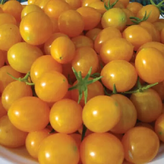 50 Seeds Blondkopfchen Tomato Juicy Vegetable Edible Gardening Fresh USA Seller - $12.50