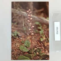 Wild Lily of the Valley Flower Alaska 1970s Postcard Dexter Dedman&#39;s Pho... - $6.88