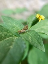 horseherb seeds.Calyptocarpus vialis .texas seed - $7.25