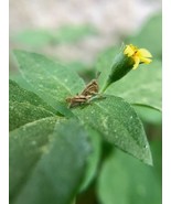 horseherb seeds.Calyptocarpus vialis .texas seed - $7.25