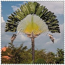 100  pcs/Bag Green Travelers Palm Flores Bonsai, Ravenala Madagascariensis Chine - £10.97 GBP