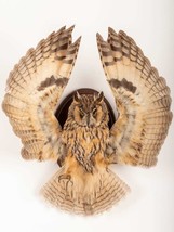 Stuffed Mounts Long Ear OWL flight simulation Taxidermy Owl Asio otus Bi... - £274.09 GBP