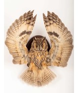 Stuffed Mounts Long Ear OWL flight simulation Taxidermy Owl Asio otus Bi... - $350.00