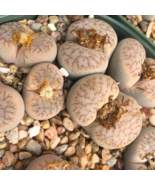 LITHOPS pseudotruncatella Succulents Garden Plants 100 PCS Seeds - €11,14 EUR