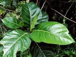 Daun Awar Awar - Ficus Septica Leaf (Dried), 80 Gram - $16.27