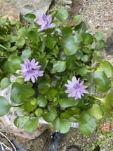 (6) Water Hyacinth Koi Pond Floating Plants Rid Algae LARGE Jumbo Purple... - $46.34