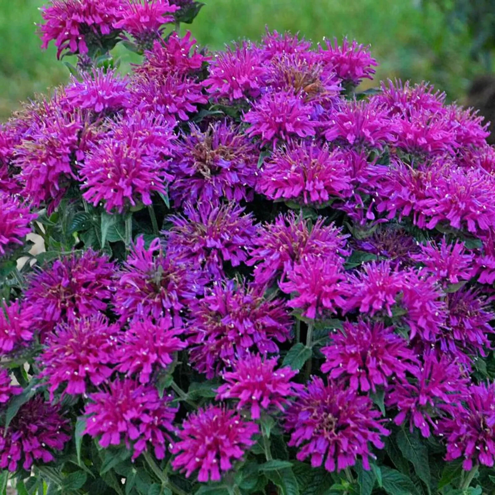 Gumball Bee Balm 100 AUTHENTIC Seeds Flowers Hummingbird - $10.04