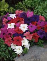 150 Pelleted Seeds Logro Mix Petunia Seeds Large Flower Outdoor Living Free Ship - $56.99
