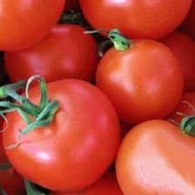 Homestead Tomato Seeds Seed Fresh Seeds USA - £11.70 GBP