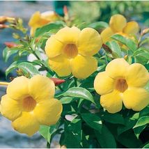Yellow Allamanda Starter Perennial Yellow Flower 3 to 5 Inches tall Live... - $26.99