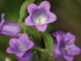 Canterbury Bells &#39;Cup &amp; Saucer&#39;, 500+ SEEDS+2 For 1 SPECIAL+REPEAT BONUS - £2.89 GBP