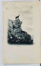 Suisse The Game, Deer on Mountain Top c1900 Postcard I4 - £4.68 GBP