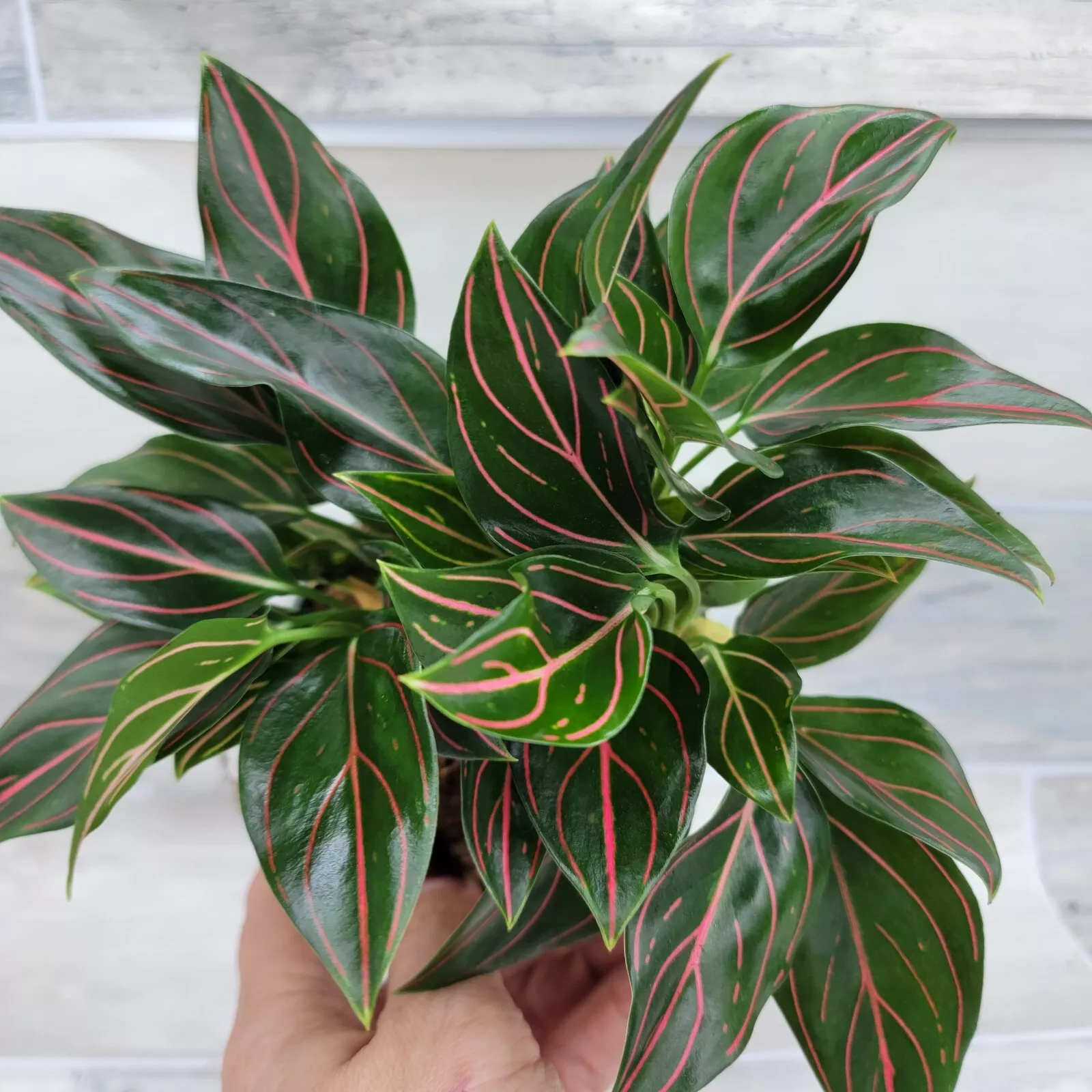 Aglaonema Rotundum Tiger, Aglaonema Red Vein live indoor house plants in... - $26.99