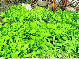 Leaf Chicory Biondissima di Trieste - 25+ seeds - L 150 - £1.79 GBP
