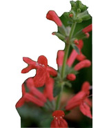 50 Pcs Ganic Pineapple Sage Red Salvia Elegans Herb Flower Seeds 2025 - €15,53 EUR