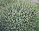 Sale 200 Seeds Stinging Nettle Urtica Dioica (Aka Common, California, Or... - $9.90