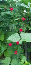 SEPTH Cypress Vine Ipomoea Quamoclit Red Flowers 30 Seeds - $4.78