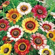 1000 Seeds Painted Daisy Landscaper&#39;s Pack Bulk Perennial Pollinators Usa Non Gmo - £11.75 GBP