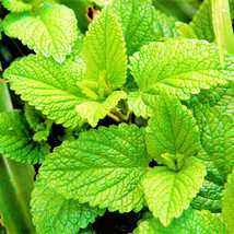 Spearmint Mentha Spicata Spear Mint Vegetable Herb Gardening USA SELLER - £8.03 GBP