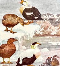 Eiders And Harlequin Duck 1936 Bird Art Lithograph Color Plate Print DWU12B - $24.99