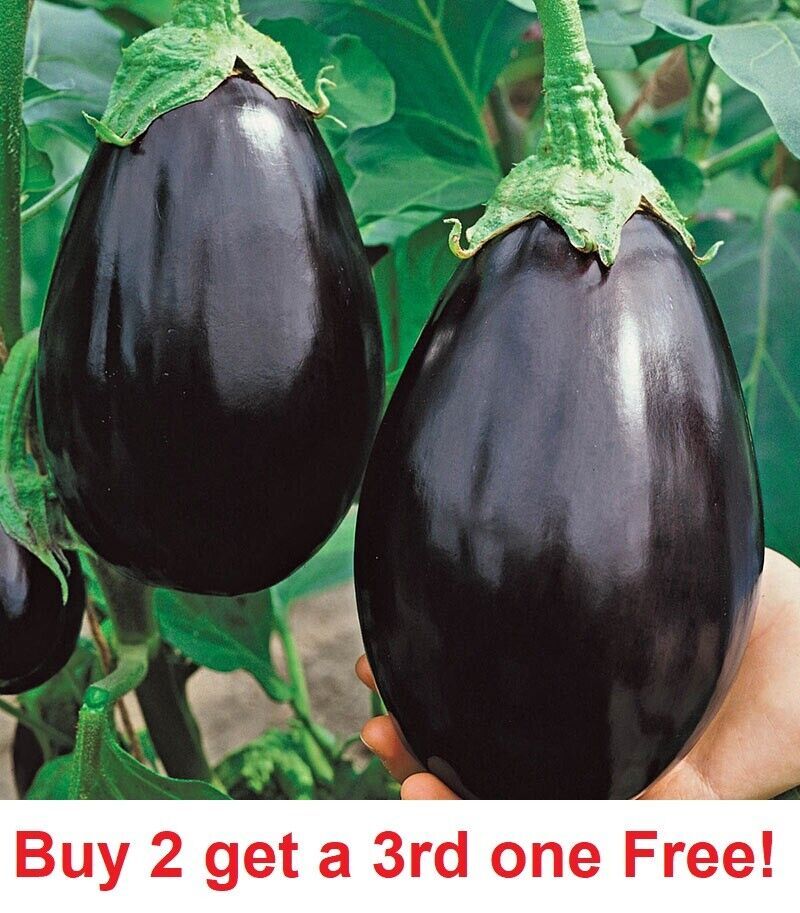 BLACK BEAUTY EGGPLANT SEEDS 100+ Vegetable GARDEN culinary COOKING  - $3.00