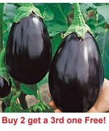 BLACK BEAUTY EGGPLANT SEEDS 100+ Vegetable GARDEN culinary COOKING  - $3.00
