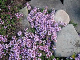 BPA 100 Seeds Walk On Me Creeping Thyme Thymus Serpyllum Herb FlowerFrom USA - £7.79 GBP