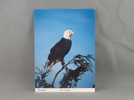 Vintage Postcard - Bald Eagle British Columbia Canada - Peacock Postcards - £11.99 GBP