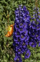 25+ Magic Fountains Dark Blue W Dark Bee Delphinium Flower Seeds Perennial - £7.77 GBP