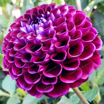 30 Mix Color Dahlia Bonsai for Home Chinese Pcs/Bag Garden - £9.69 GBP