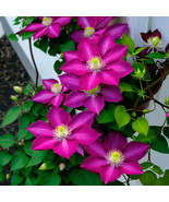 SRN 25 Magenta Clematis Seeds Flower Seed Perennial Flowers Vine Garden - $32.38 CAD