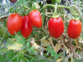 USA Non GMO Tomato Roma Unbelievable - £6.66 GBP