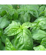 Basil Seeds 500+ Italian Large Leaf Herb NON-GMO Heirloom  - £3.41 GBP
