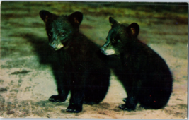 Black Bear Cubs Postcard - £5.49 GBP
