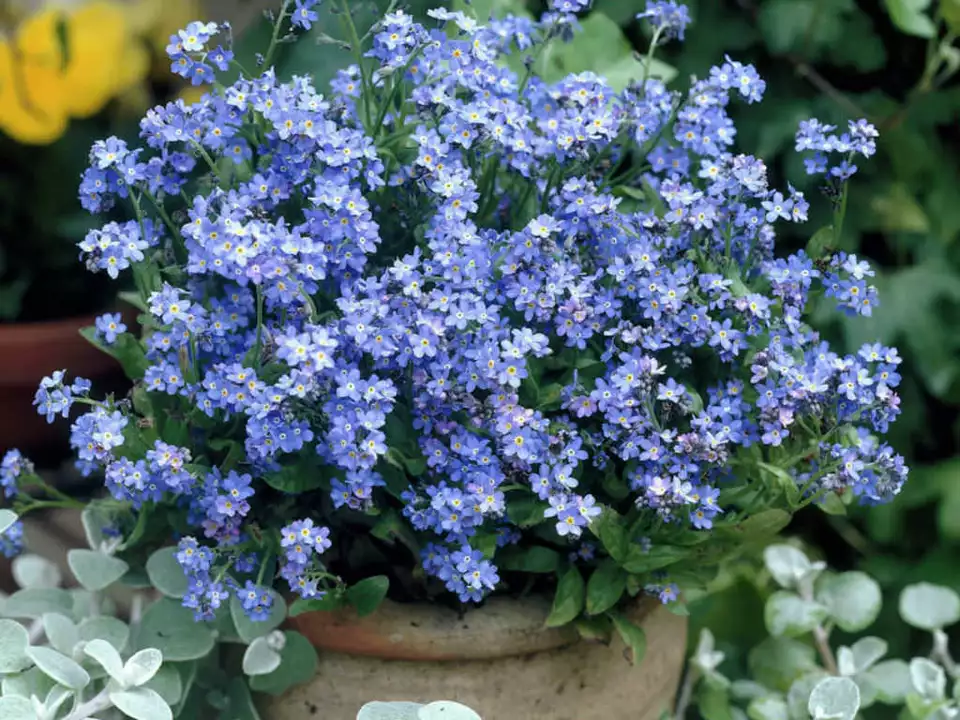 400  Blue Blooms FORGET ME NOT Seed Woodland Wildflower - $3.59
