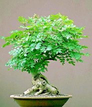 USA Seller 12 Seeds Bonsai Moringa Seeds Oleifera Drumstick Tree Bonsai ... - £13.85 GBP