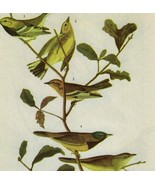 Three Warblers Bird 1946 Color Plate Print John James Audubon Nature DWV2B - $570.01 MXN
