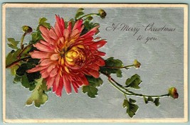 Dahlia Blossom A Merry Christmas Textured Foiled Embossed 1909 DB Postcard I7 - £8.50 GBP