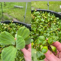 (40) Water Hyacinth &amp; Lettuce Koi Pond Floating Plants Rid Algae Small-m... - £85.43 GBP