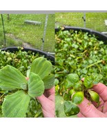 (40) Water Hyacinth &amp; Lettuce Koi Pond Floating Plants Rid Algae Small-m... - €93,97 EUR