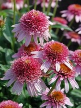 US Seller 50 Butterfly Kisses Coneflower Seeds Echinacea - £8.85 GBP