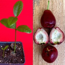 Purple Malay Apple Syzygium malaccense Fruit Tree Starter Potted Plant Very RARE - £18.78 GBP