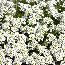 Carpet Of Snow Sweet Alyssum Seeds Mat Forming Annual White Flower Seed ... - $205.02 MXN