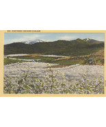 Linen Postcard ca1940s A061 Northwest Orchard in Bloom California Apple ... - $5.94