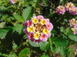 20 Seeds Pink Lantana Shrub Verbena Lantana Camara  - £15.60 GBP