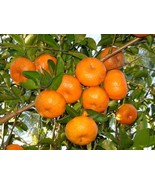 Tangerine Sweet Citrus Tangerina Live 20 Beautiful - $132.52 MXN