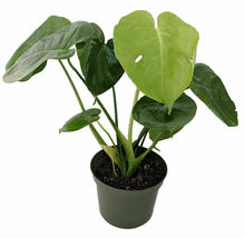 Live Plant Monstera Split Leaf Philodendron 6&quot; Pot Edible Fruit Tastes Pineapple - £73.18 GBP