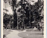 Botanical Garden Rio De Janeiro Brazil UNP Unused WB Postcard M7 - $2.92