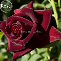 SL Black Baccara Rose Shrub, 50 Seeds, Home Garden Rrnamental Bonsai Plant E3908 - $1.38